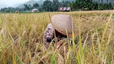 Pemerintah Kabupaten Tanah Datar Optimis Produksi Padi Meningkat pada Tahun 2025