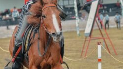 Atlet Padang Pariaman Wakili Indonesia di Kejuaraan Dunia Horseback Archery 2025