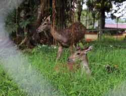 Tingkatkan Daya Tarik, PDIKM Hadirkan Taman Binatang Berisi Rusa