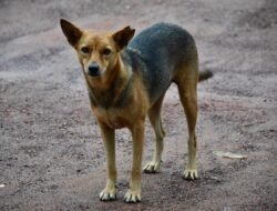 Bupati Pesisir Selatan Imbau Warga Waspadai Anjing Liar dan Rabies