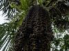 Pohon Aren Bakal Menjadi Sumber Energi Terbarukan Nasional