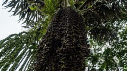Pohon Aren Bakal Menjadi Sumber Energi Terbarukan Nasional