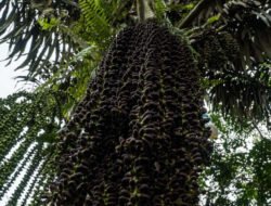 Pohon Aren Bakal Menjadi Sumber Energi Terbarukan Nasional