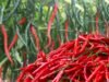 Harga Cabai Merah di Padang Panjang Turun Rp10 Ribu per Kilogram