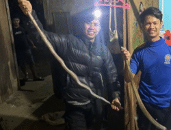Damkar Tanah Datar Evakuasi Sepasang Ular Sowo Kopi dari Rumah Warga