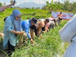 Panen Bawang Merah, Bupati Eka Putra Harap Menjadi Contoh Keltan dan Nagari Lain di Tanah Datar