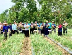 Program Sawah Pokok Murah (SPM) di Agam Berhasil Dongkrak Produktivitas, Panen di Koto Tinggi Capai 7,28 Ton per Hektar