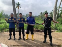 Sempat Makan Biawak, Damkar Tanah Datar Evakuasi Ular King Cobra Sepanjang 3 Meter di Rumah Warga