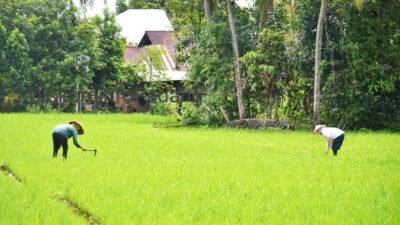 Delapan Kelompok Tani di Padang Dapat Bantuan Jaringan Irigasi Air Tanah, Atasi Sawah Kering Saat Kemarau