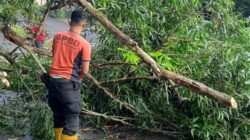 Angin Kencang, Warga Diminta Tingkatkan Kewaspadaan Antisipasi Pohon Tumbang