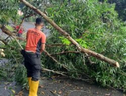 Angin Kencang, Warga Diminta Tingkatkan Kewaspadaan Antisipasi Pohon Tumbang