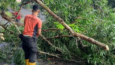 Angin Kencang, Warga Diminta Tingkatkan Kewaspadaan Antisipasi Pohon Tumbang