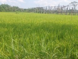 Hadapi Ancaman El Nino 2026, Kementan Pastikan Ribuan Hektare Sawah di Gunungkidul Aman Panen