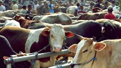 Cegah Penyembelihan Hewan Betina Produktif, Pemkab Tanah Datar Terbitkan Himbauan