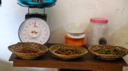 Dari Penerima Bansos Jadi Petani Ekspor, 220 KPM di Sumenep Didorong Kembangkan Cabe Jamu Organik