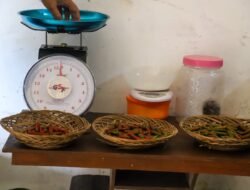Dari Penerima Bansos Jadi Petani Ekspor, 220 KPM di Sumenep Didorong Kembangkan Cabe Jamu Organik