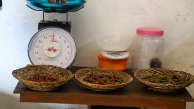 Dari Penerima Bansos Jadi Petani Ekspor, 220 KPM di Sumenep Didorong Kembangkan Cabe Jamu Organik