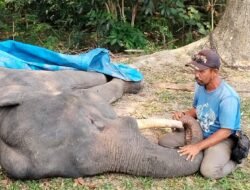 Dunia Konservasi Berduka, Gajah Diego Mati di PLG Minas Riau