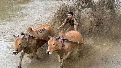 Di Balik “Warisan yang Terus Berlari”, Cerita Pacu Jawi yang Bawa Tanah Datar Juara Nasional